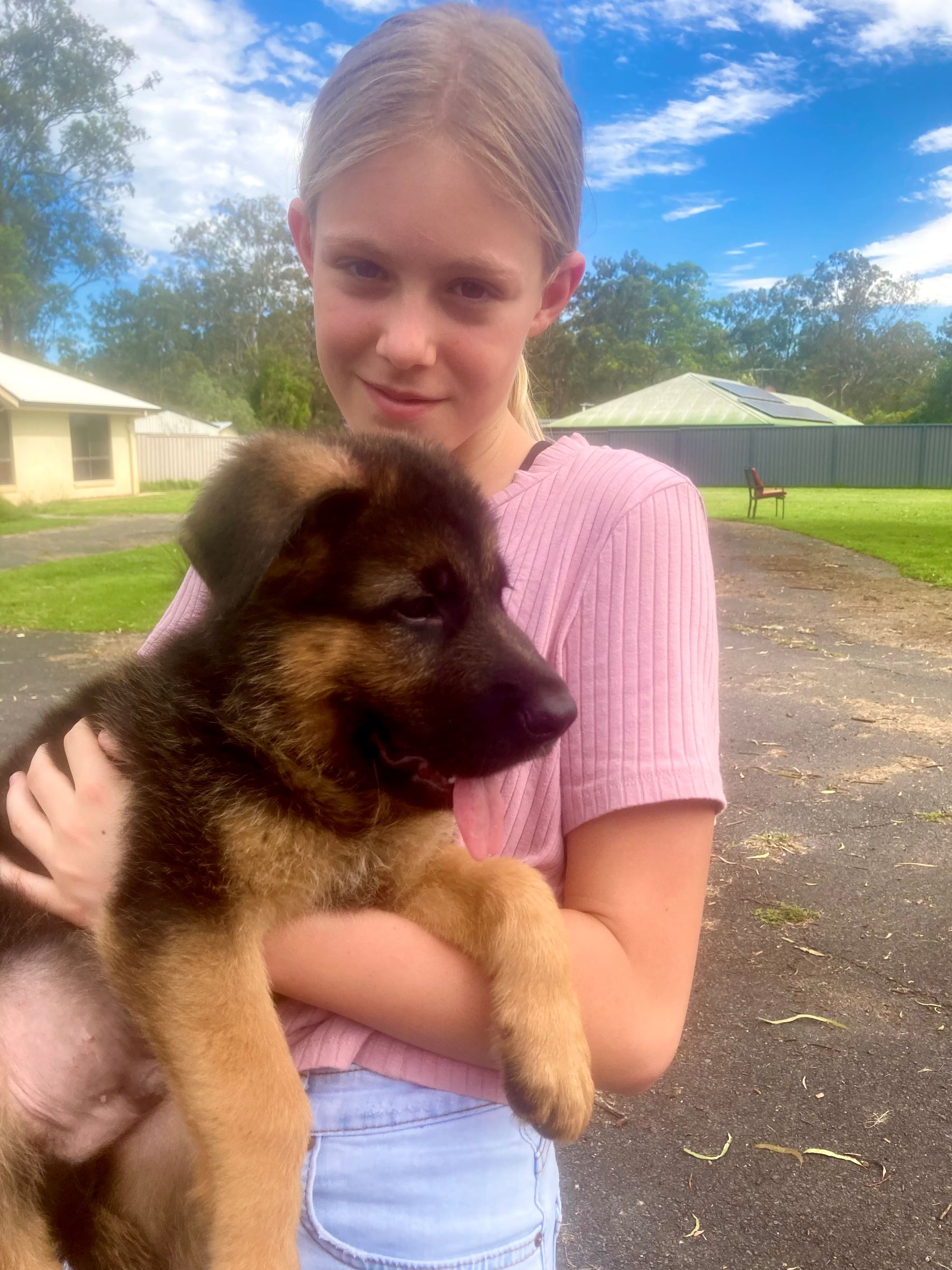 German shepherd male puppy Ragner 8 weeks old new owners