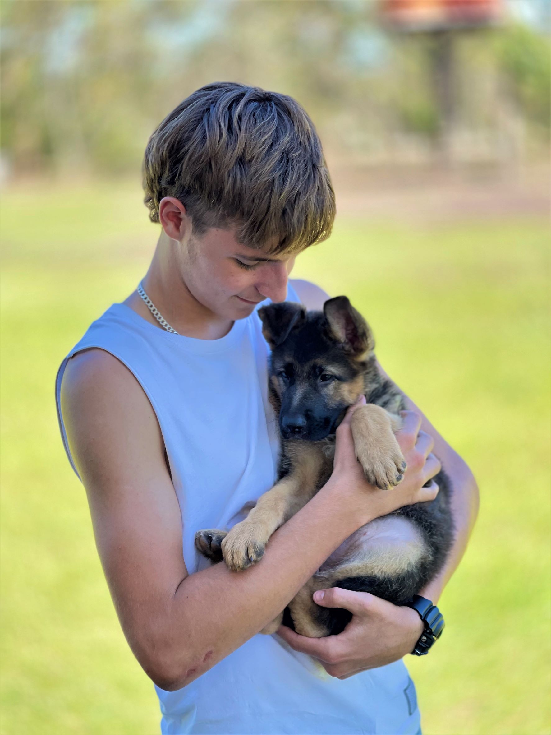 German Shepherd Female Puppy 8 Weeks old Zahla