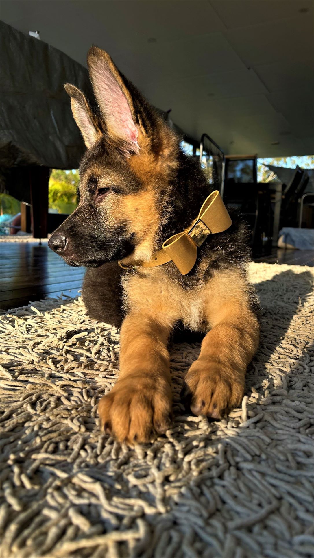 sleepy german shepherd female puppy Zahla