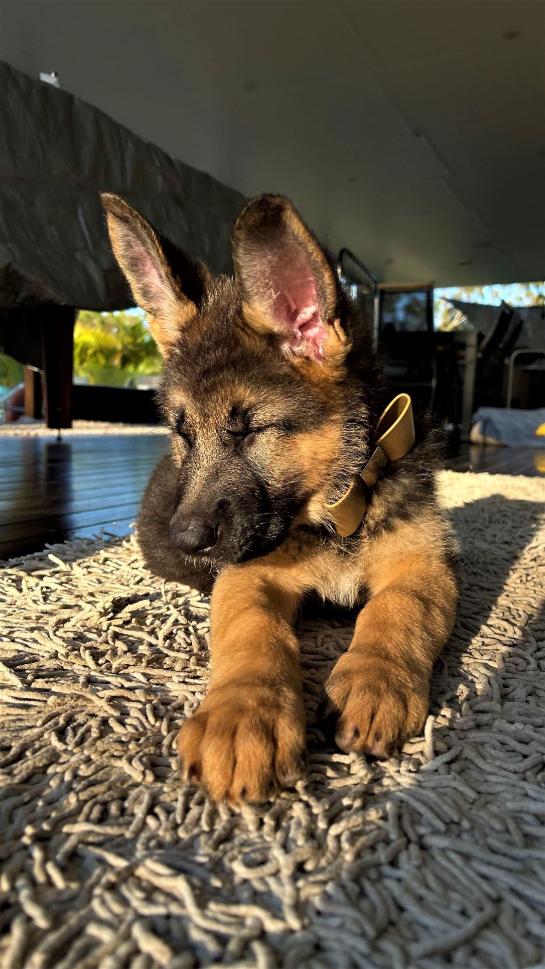 Sleepy German shepherd puppy in sun