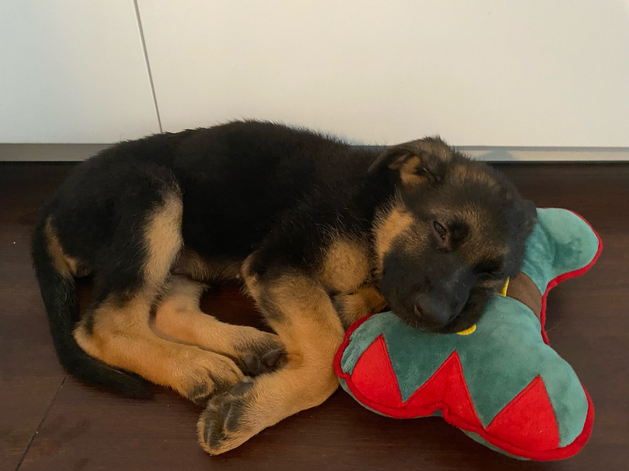 Mia German Shepherd Female Puppy with favourite toy