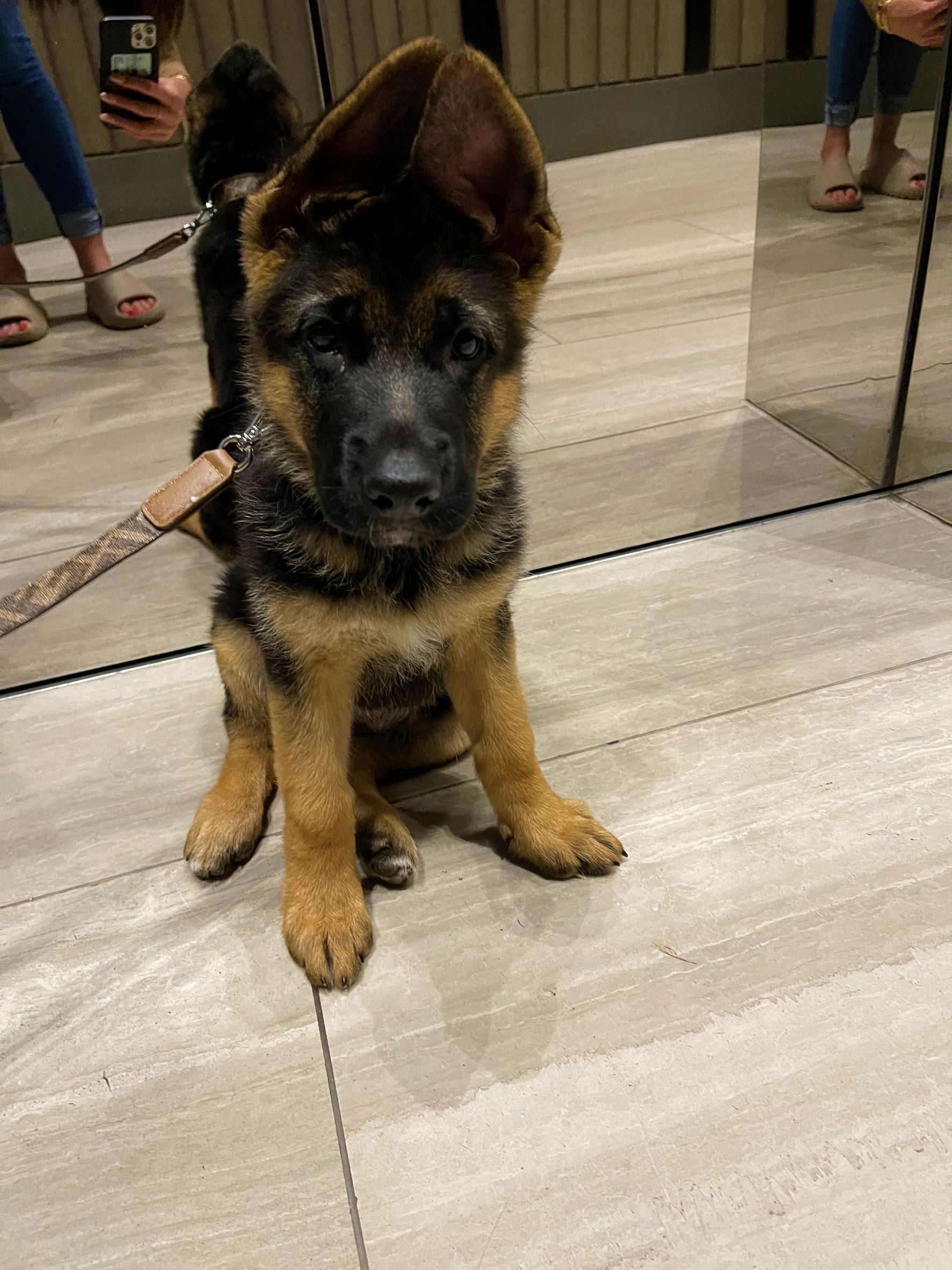 German Shepherd Female Puppy 9 weeks with ears up