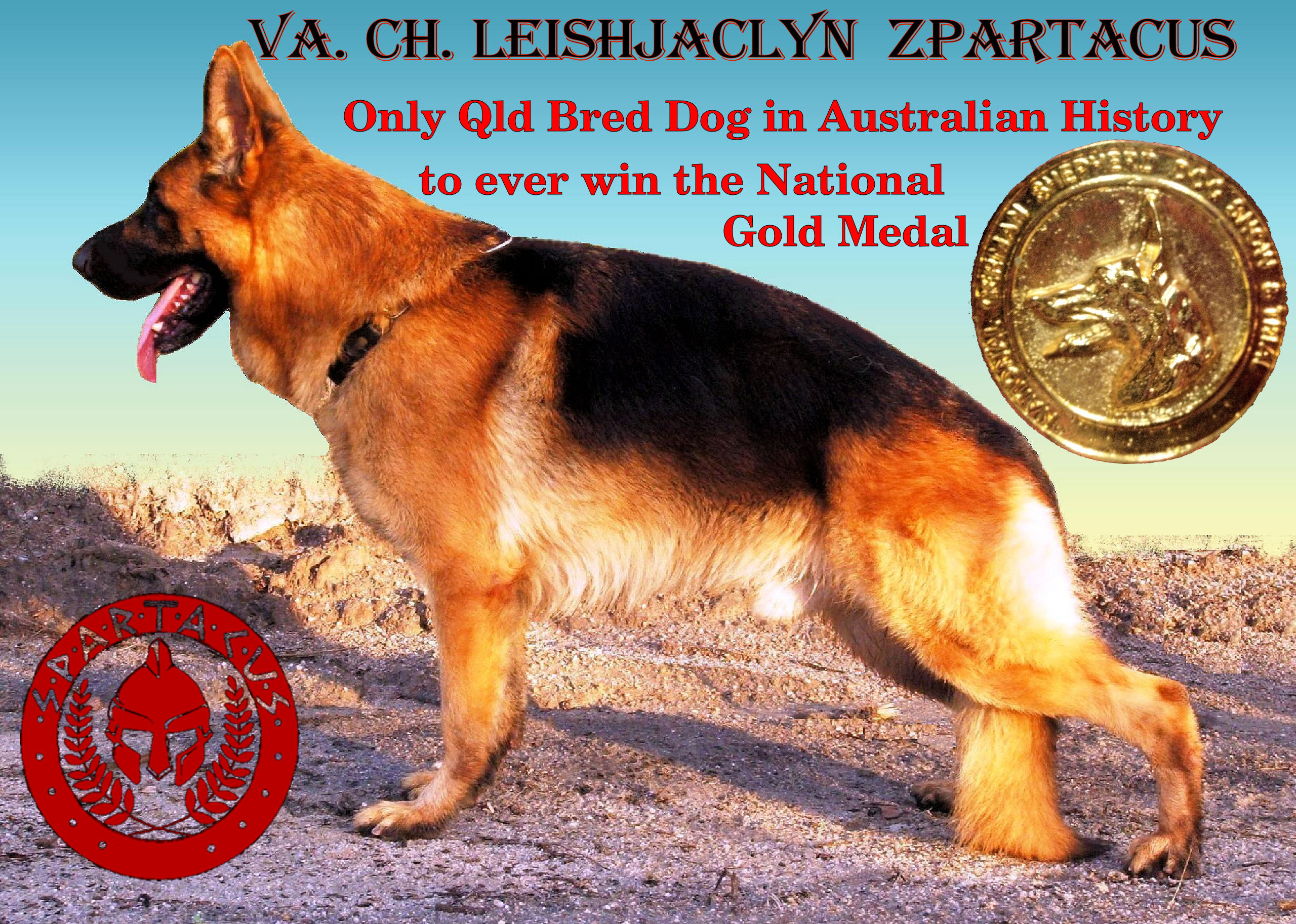 Leishjaclyn Zpartacus German Shepherd Male 2004 National Gold Medallist