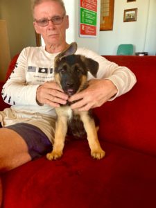 German Shepherd puppy in Departure lounge