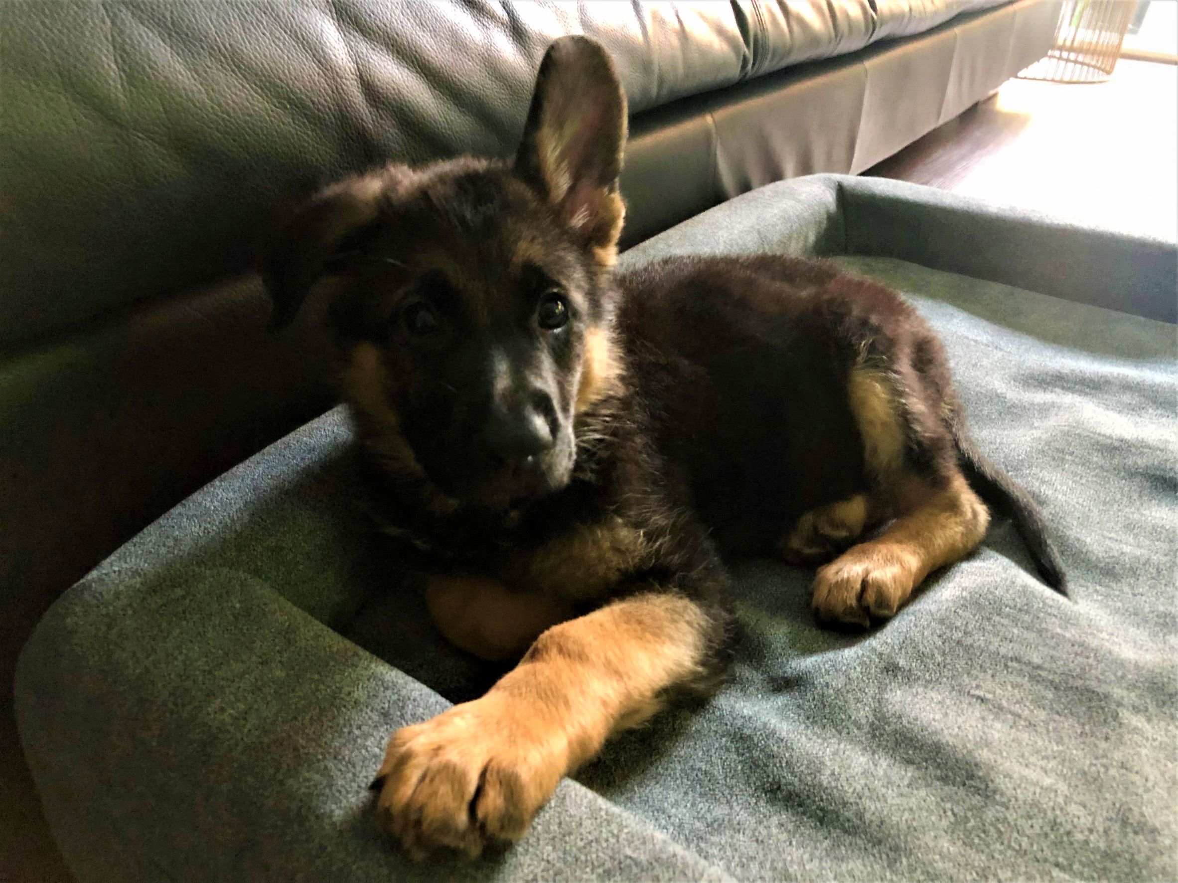 Mia German Shepherd Female puppy in Sydney