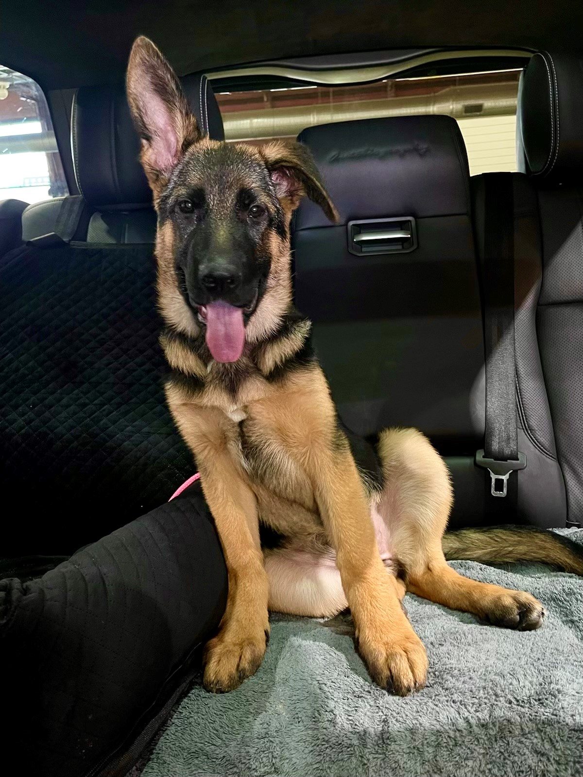 german shepherd puppy 1 ear up