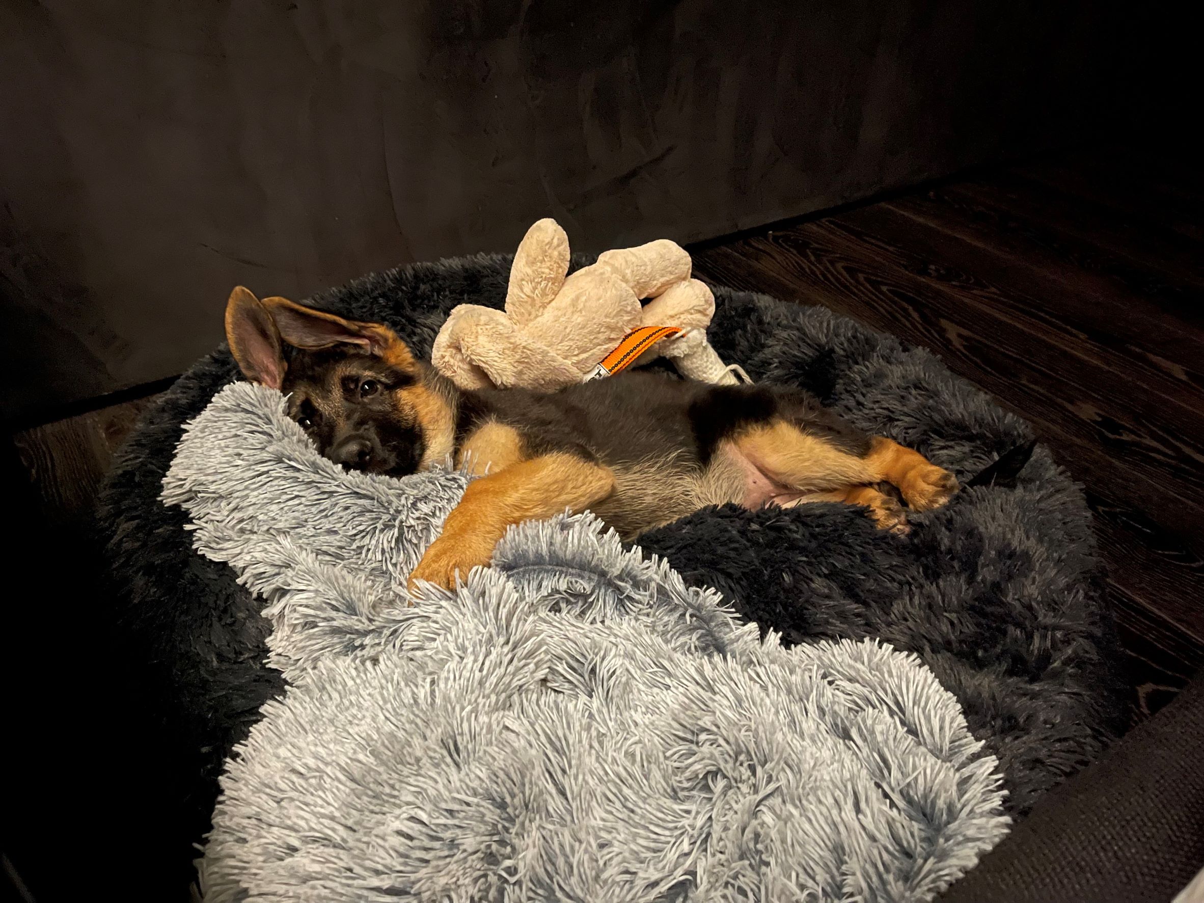 German shepherd puppy on fluffy rug