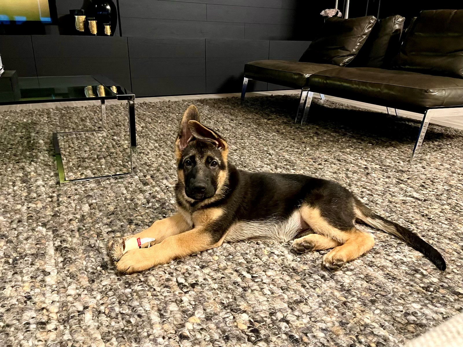German shepherd puppy in lounge