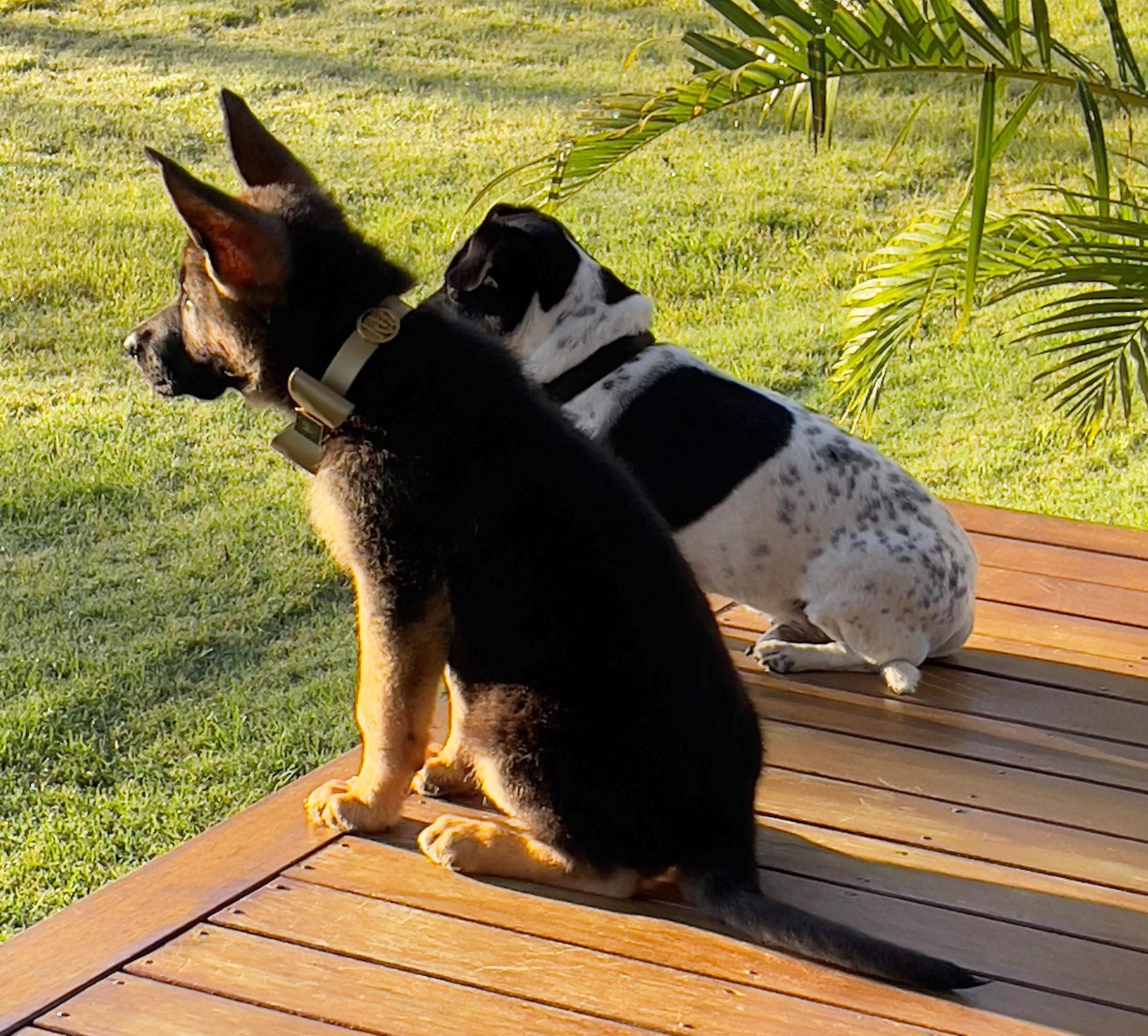german shepherd female puppy on porch with best friend Bossco
