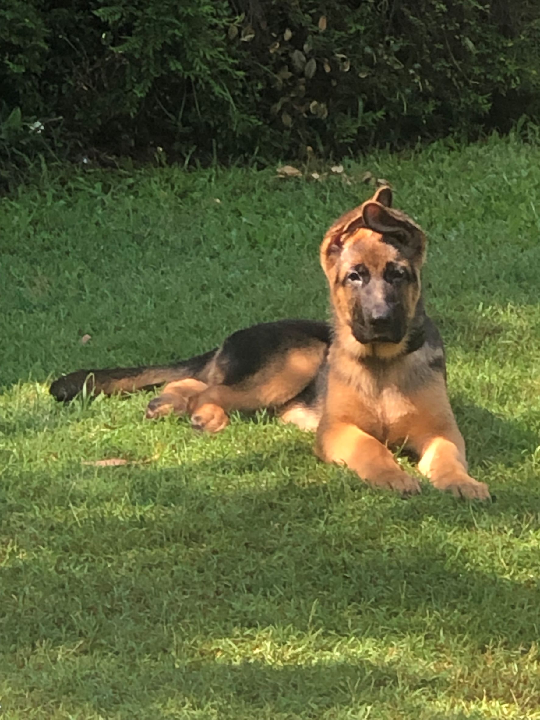 German shepherd male puppy Ragnar