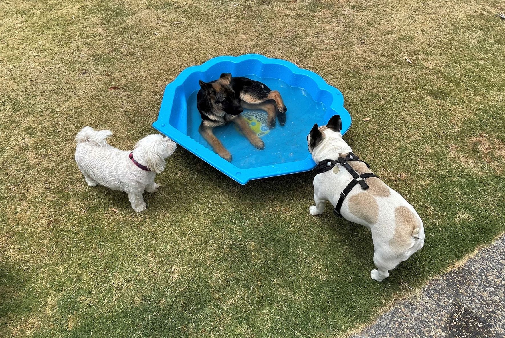 german shepherd puppy playing in pool with her friends