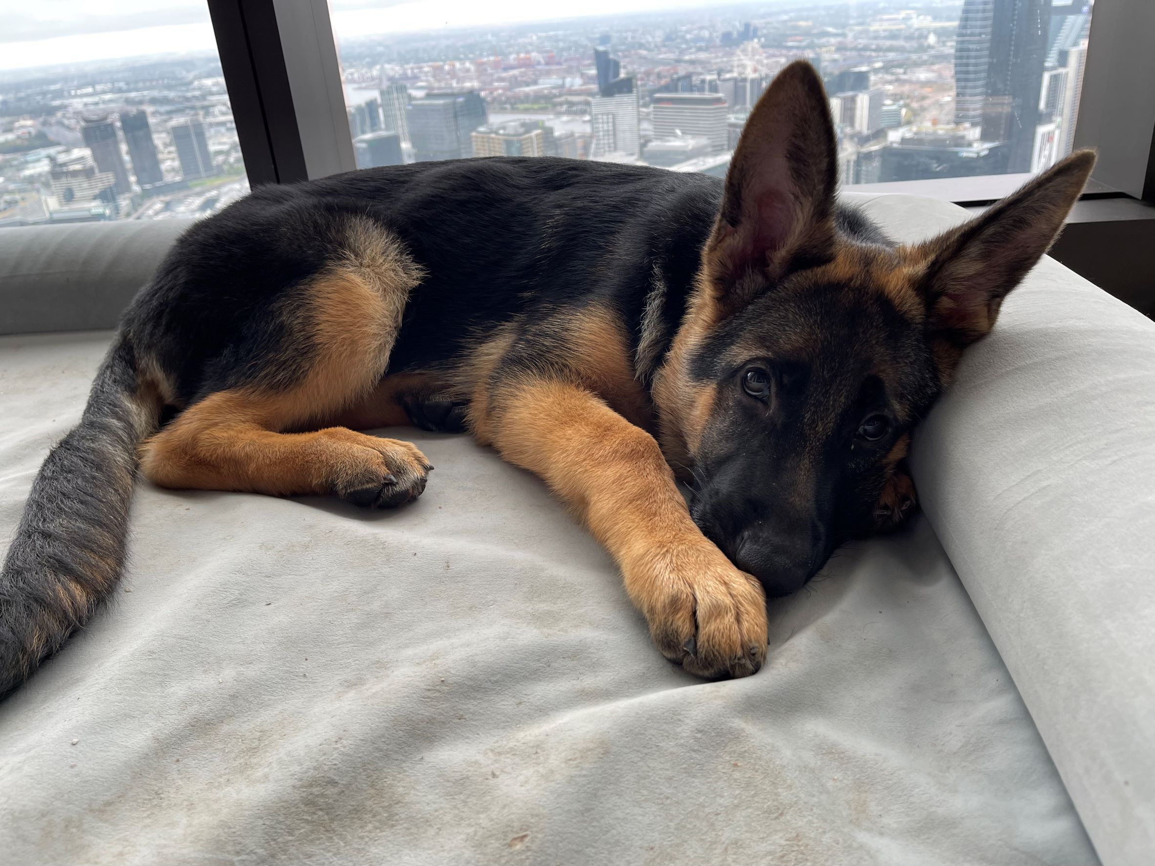 German shepherd puppy female in highrise