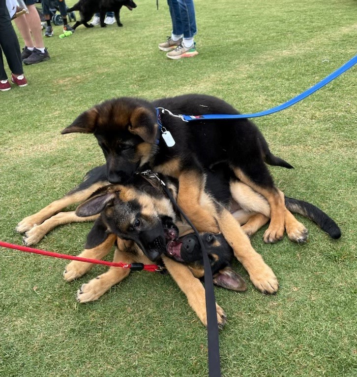 three german shepherd puppies