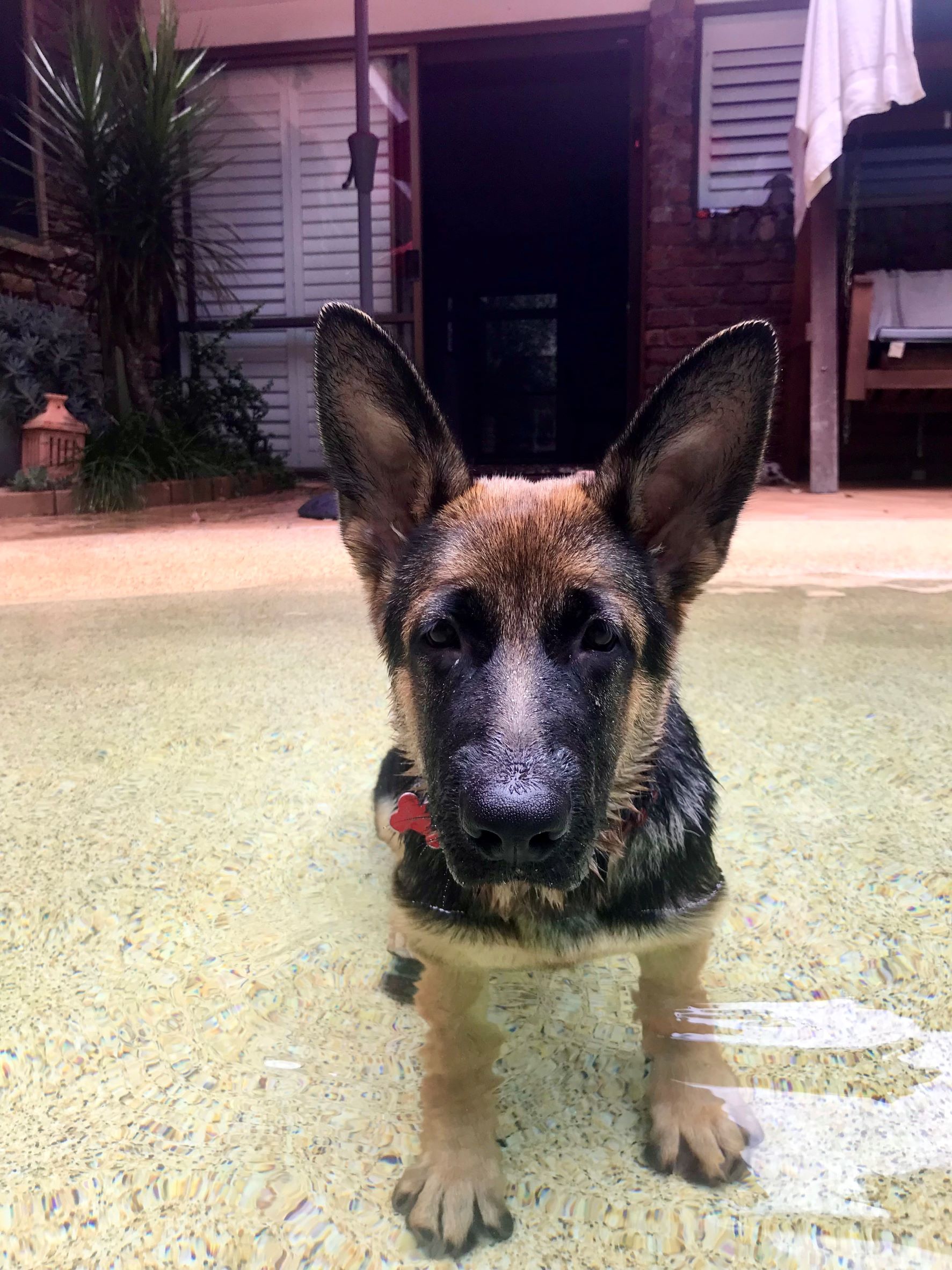 German shepherd female puppy in pool