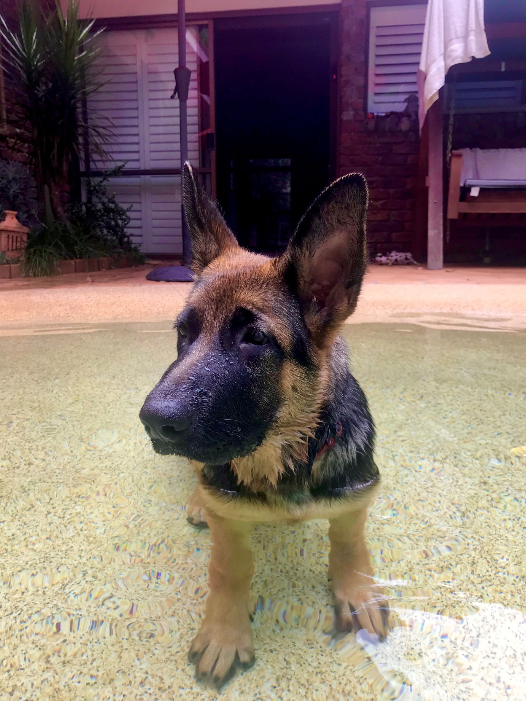 German shepherd female puppy in pool 2