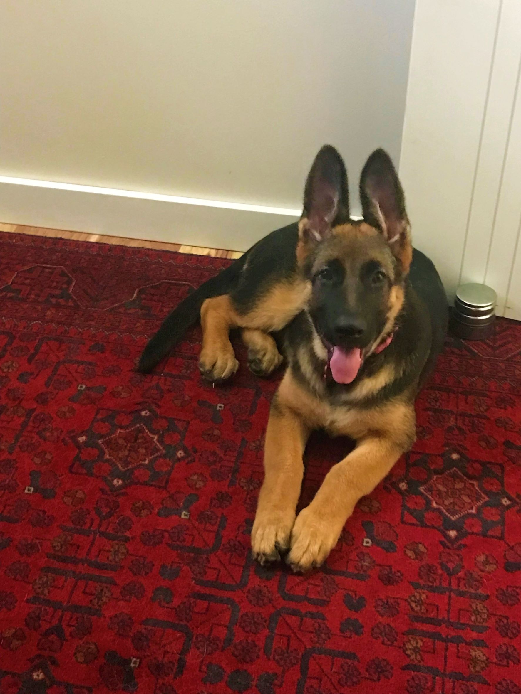 german shepherd puppy hatti on red carpet