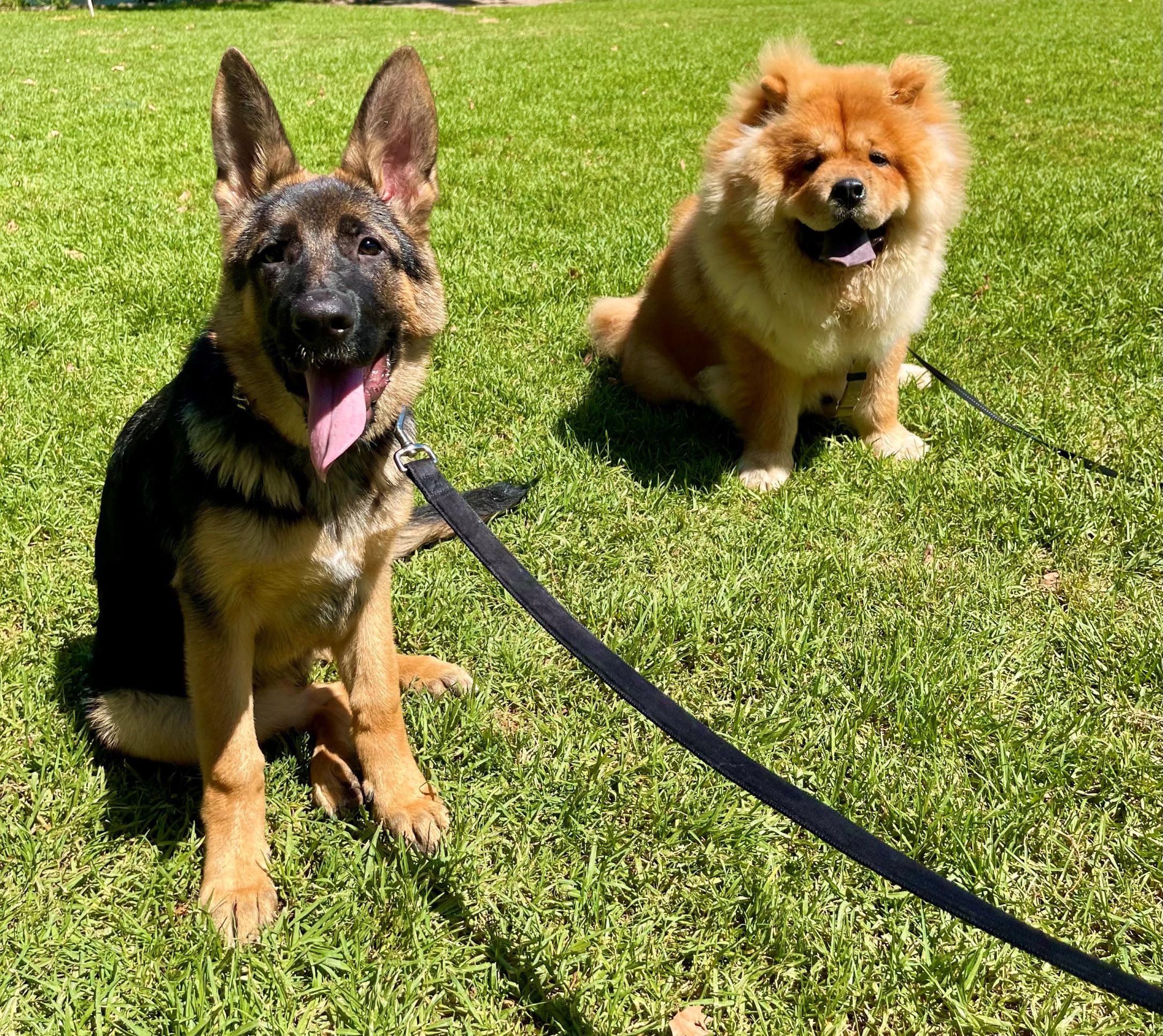 German shepherd female puppy playing with puppy chow