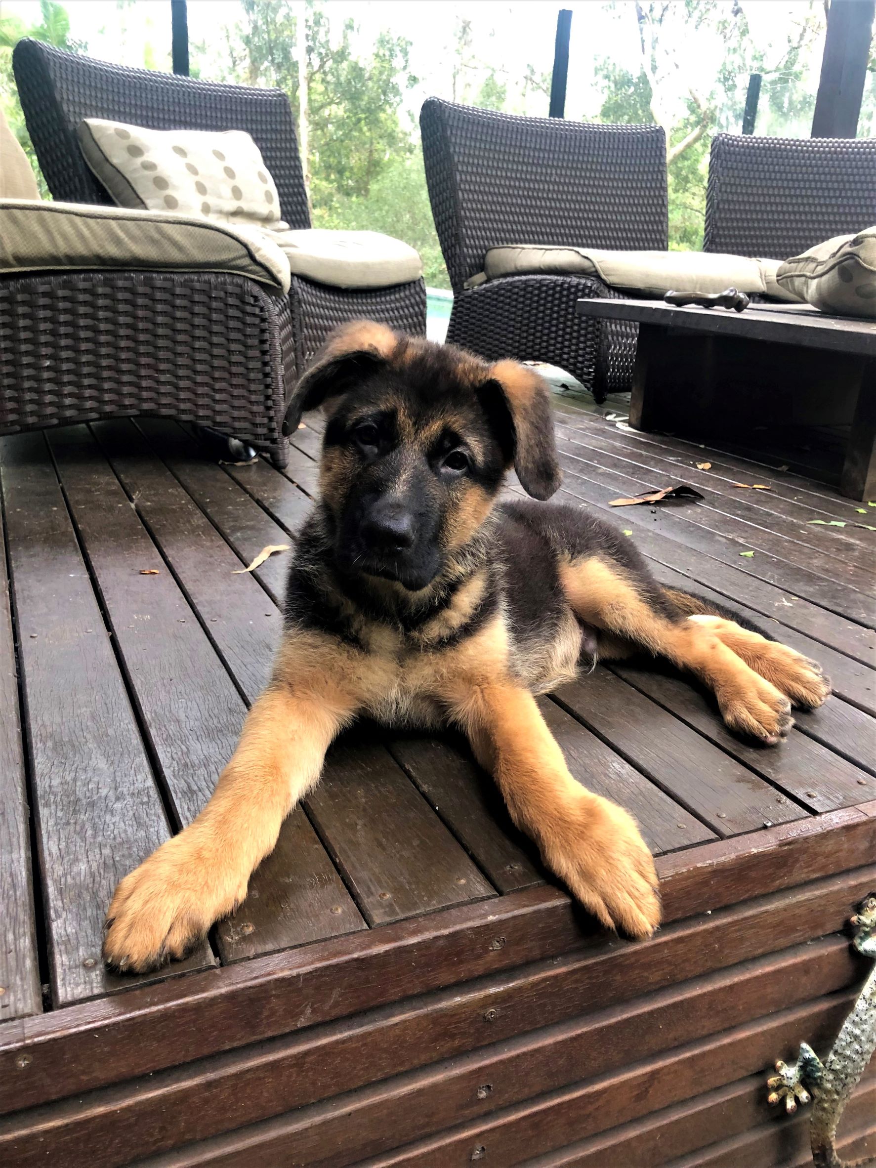 German shepherd male puppy Ragnar on porch