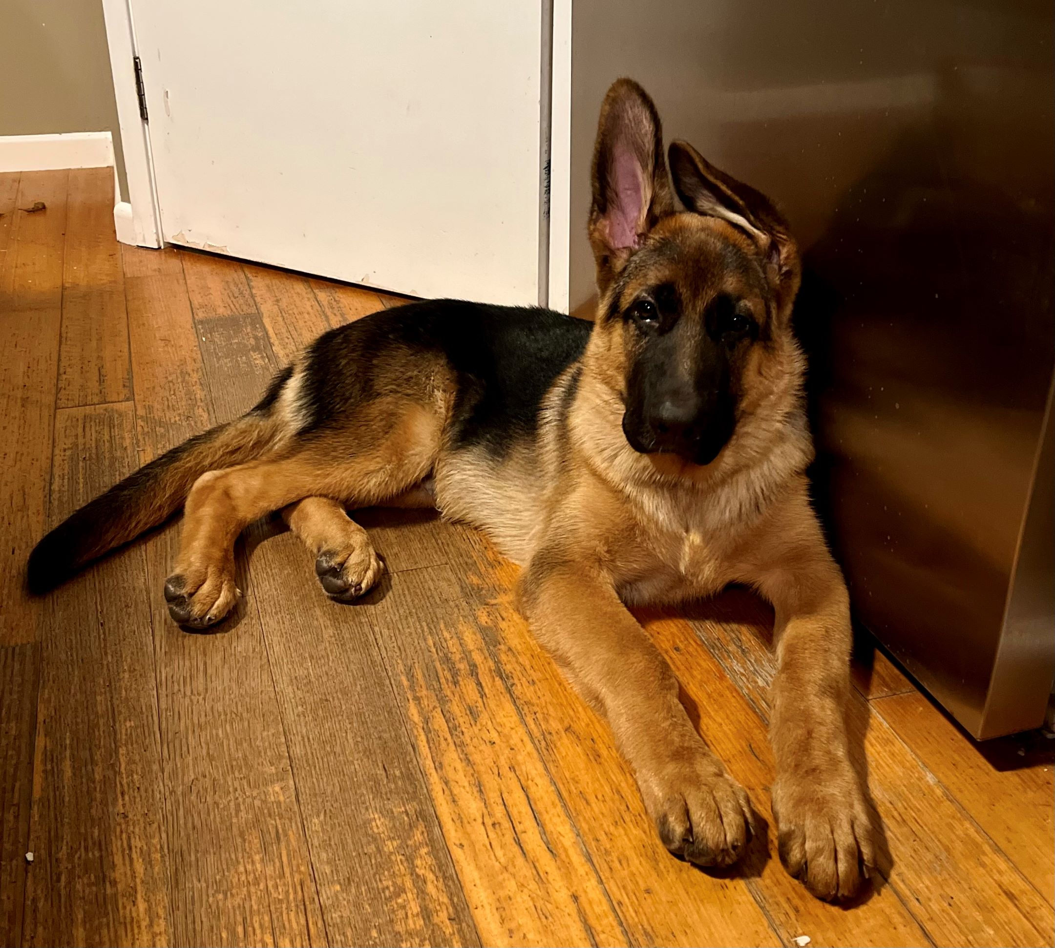 German shepherd male puppy in front of fridge