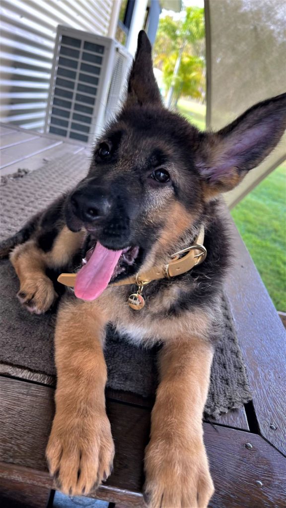 german shepherd female puppy gold collar