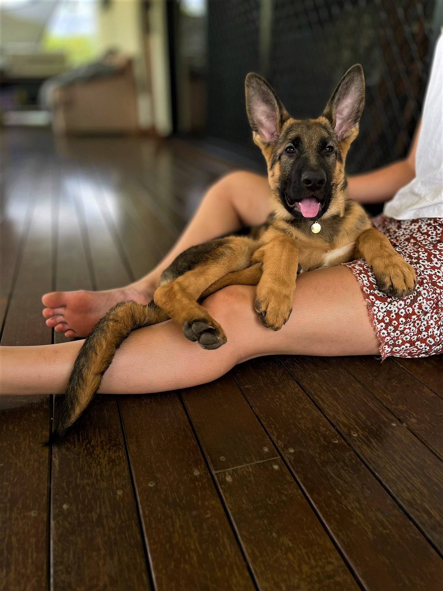 German shepherd female puppy on lap