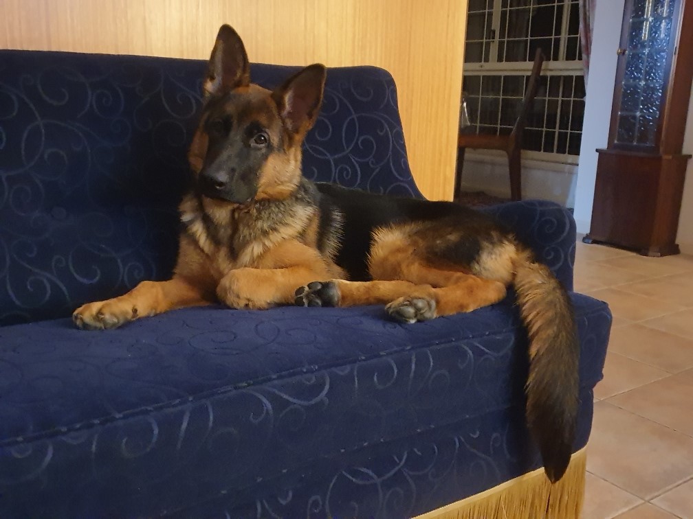 German Shepherd female puppy Persia at 5mths at Anns