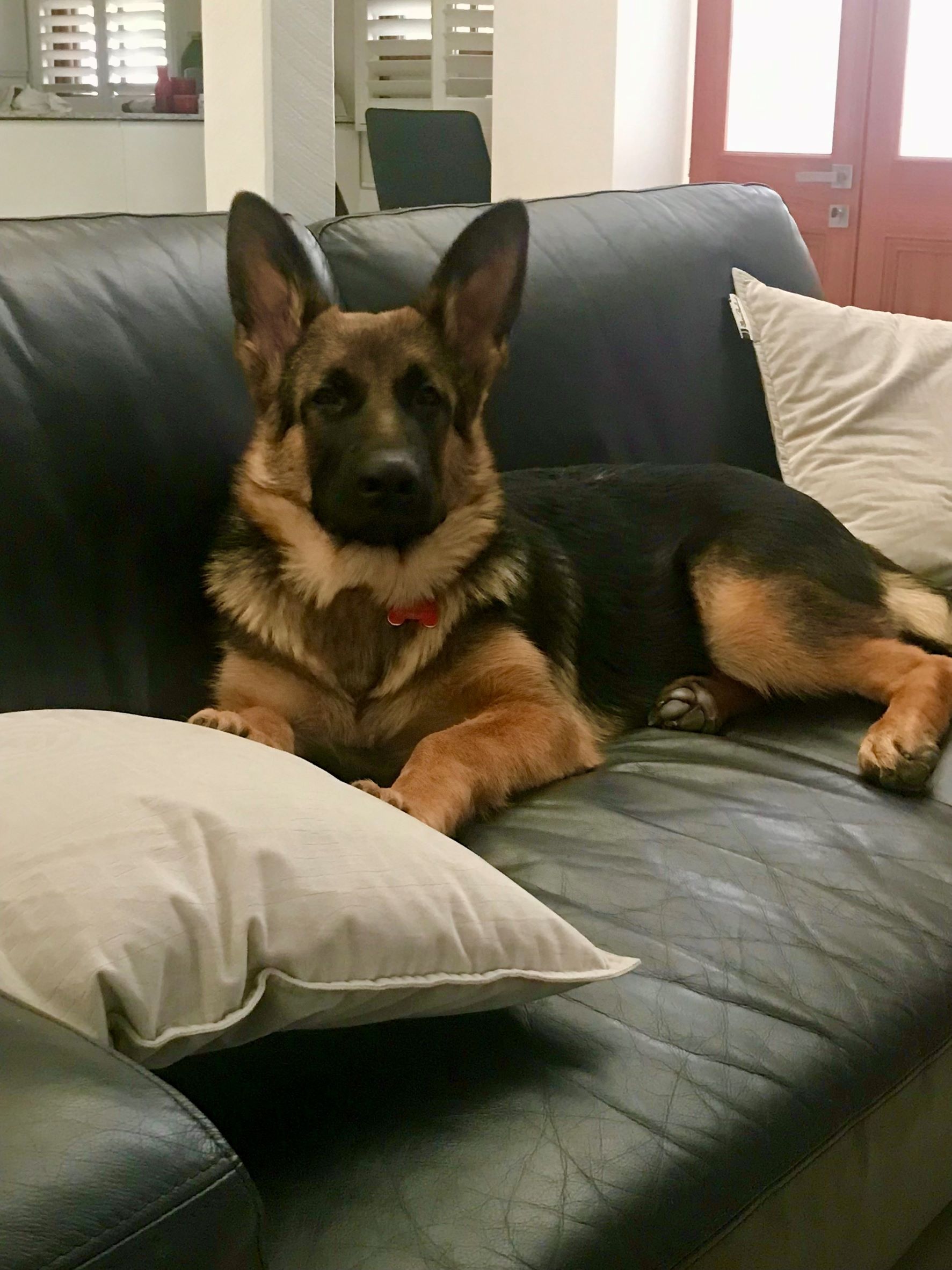 German Shepherd female puppy Persia's sister 4.5 mths