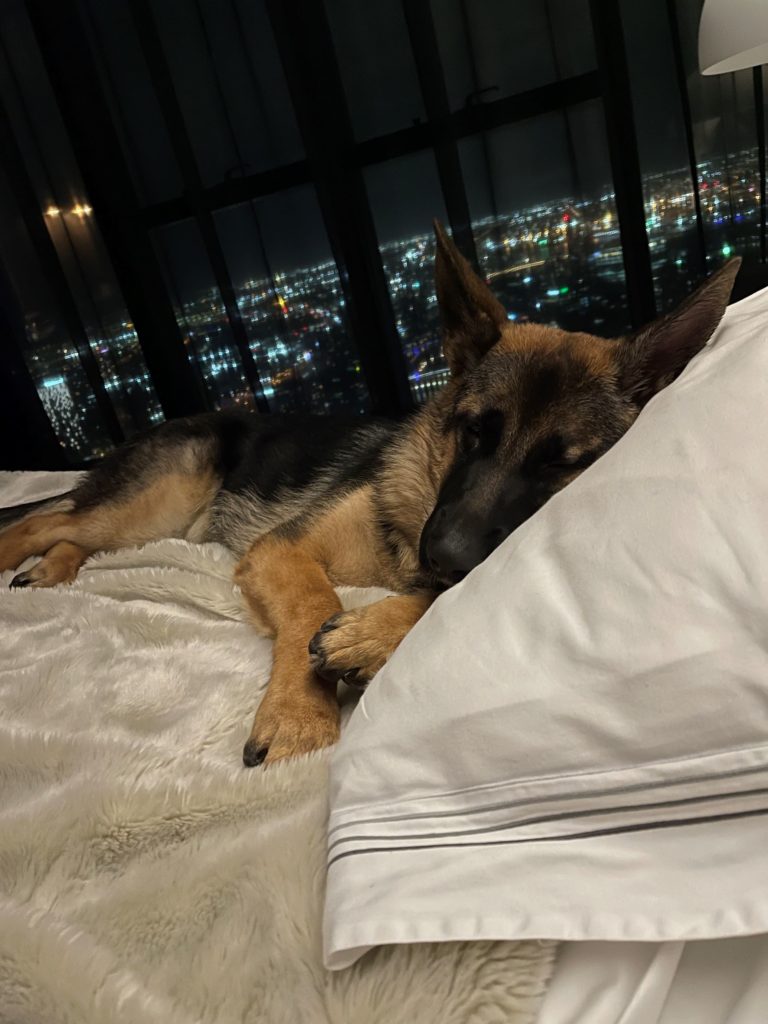 German shepherd female puppy in bed against city lights backdrop