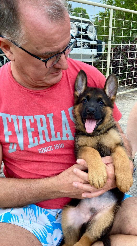 Loki German shepherd male puppy 8 weeks with Rod