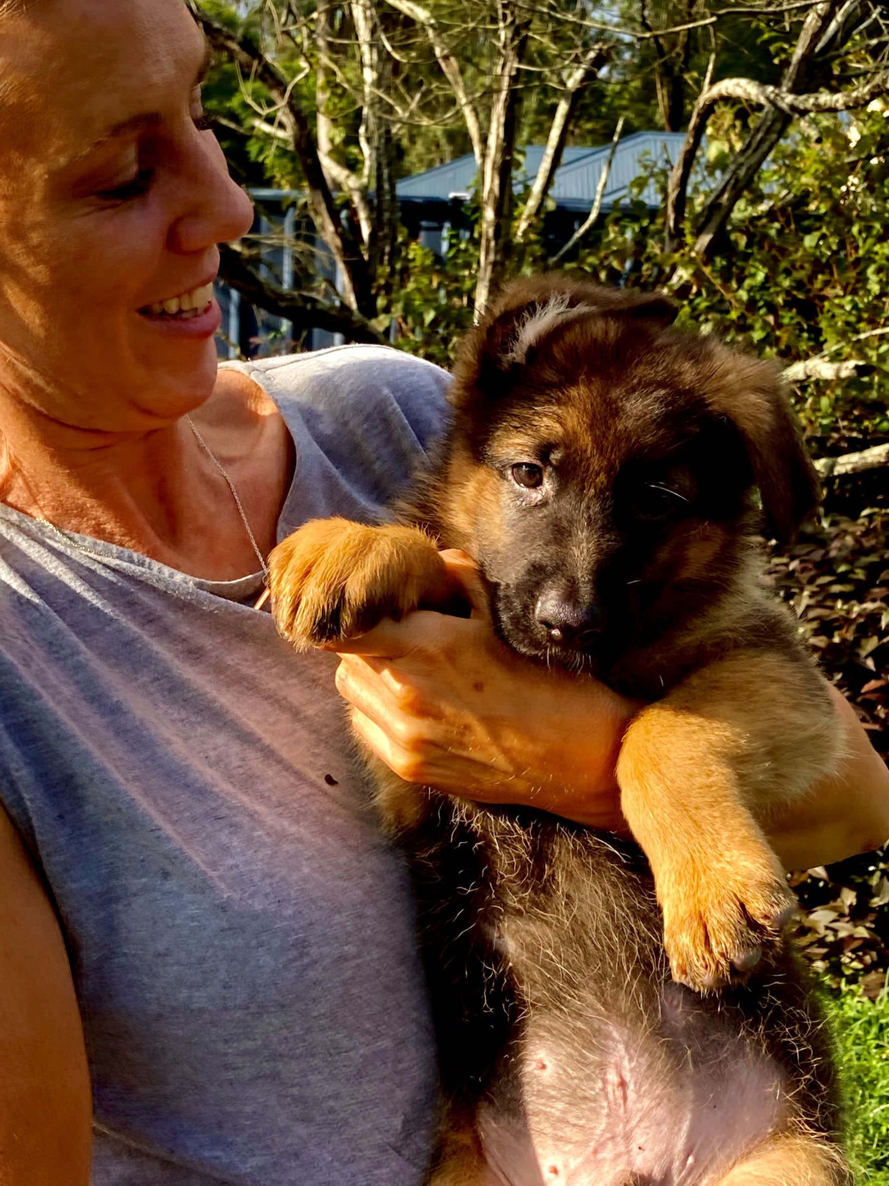 Koar Male German shepherd 8 week old puppy