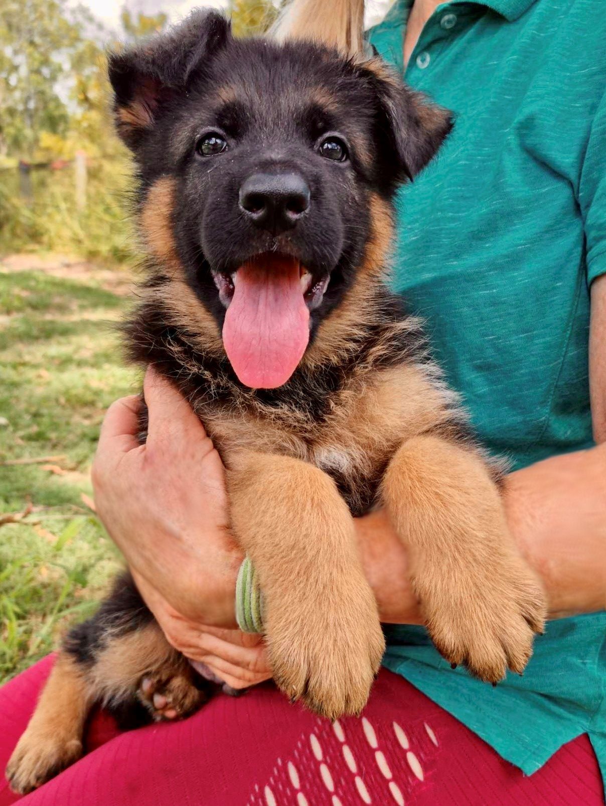 Ceasar 8 week old German Shepherd Male puppy sitting