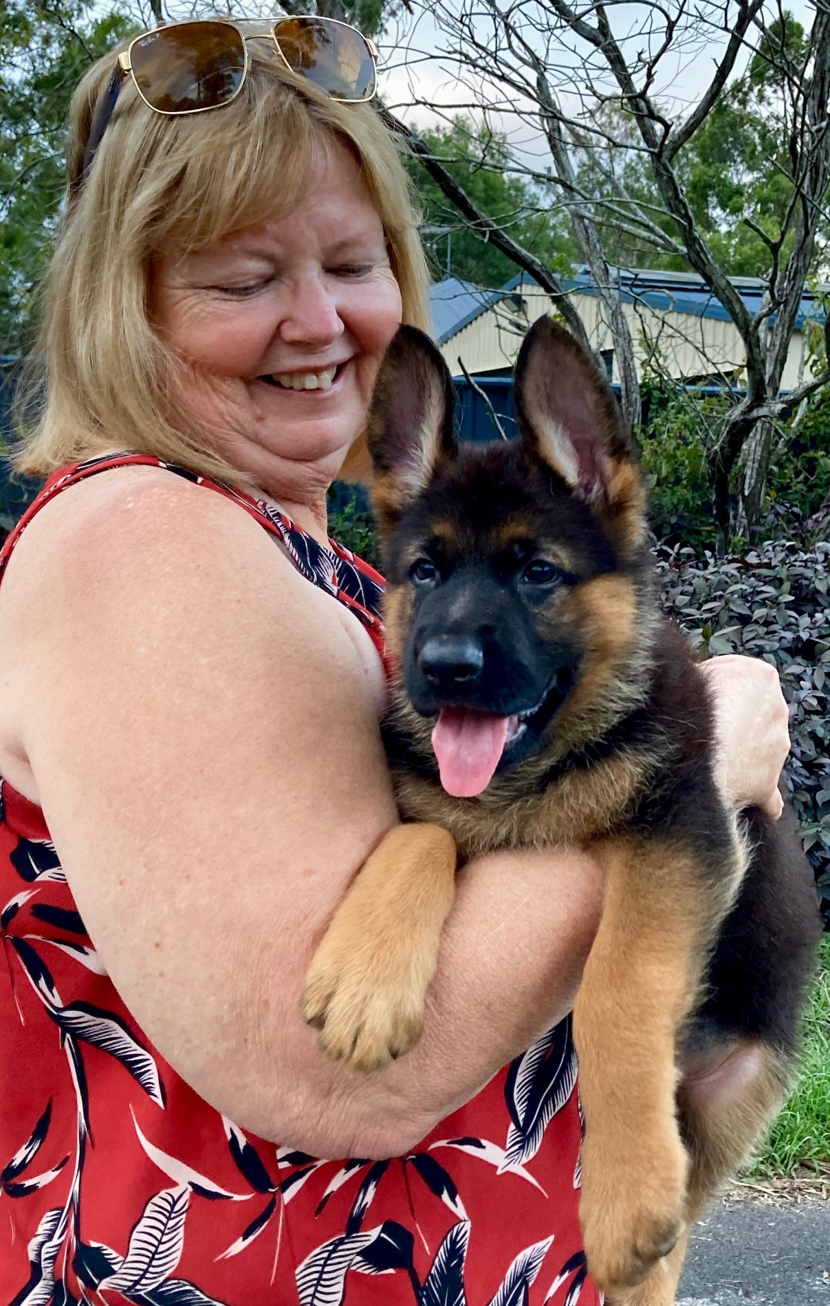 Loki German shepherd male puppy 8 weeks with Rod n Gail