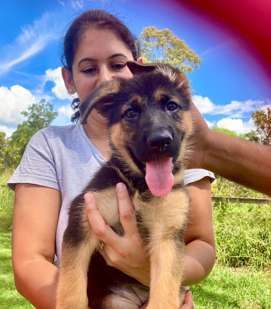 Nala 8 week old female german shepherd female puppy new owners