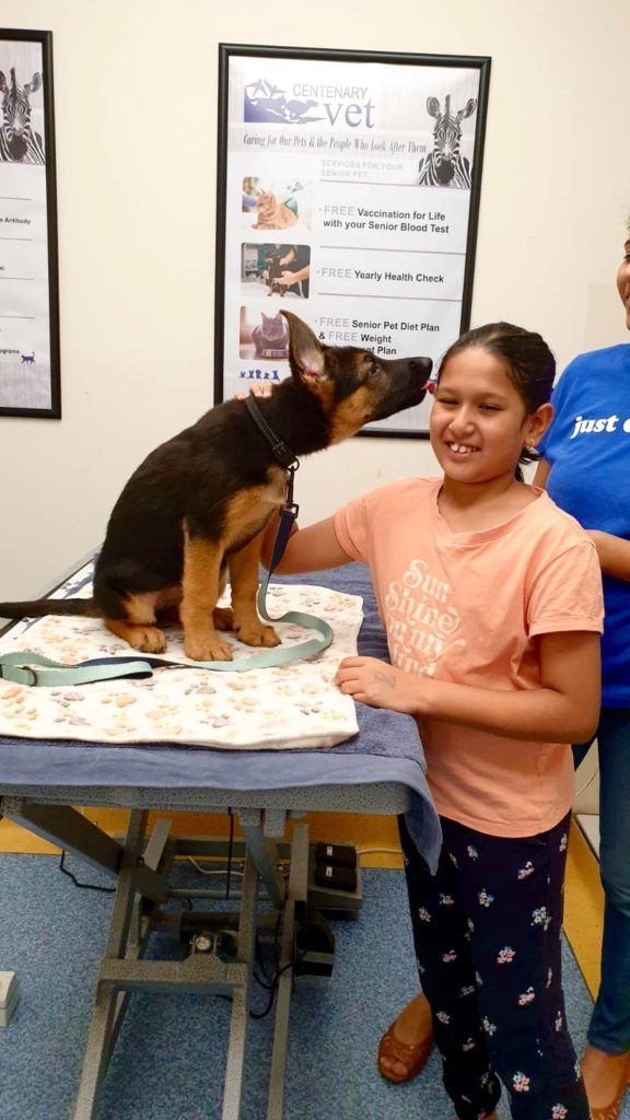 Nala German shepherd puppy at 10 week vaccination