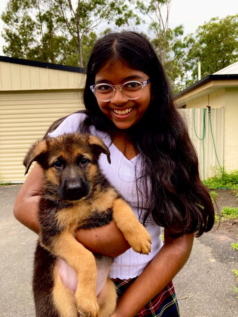 Roxy 8 week old female german shepherd puppy