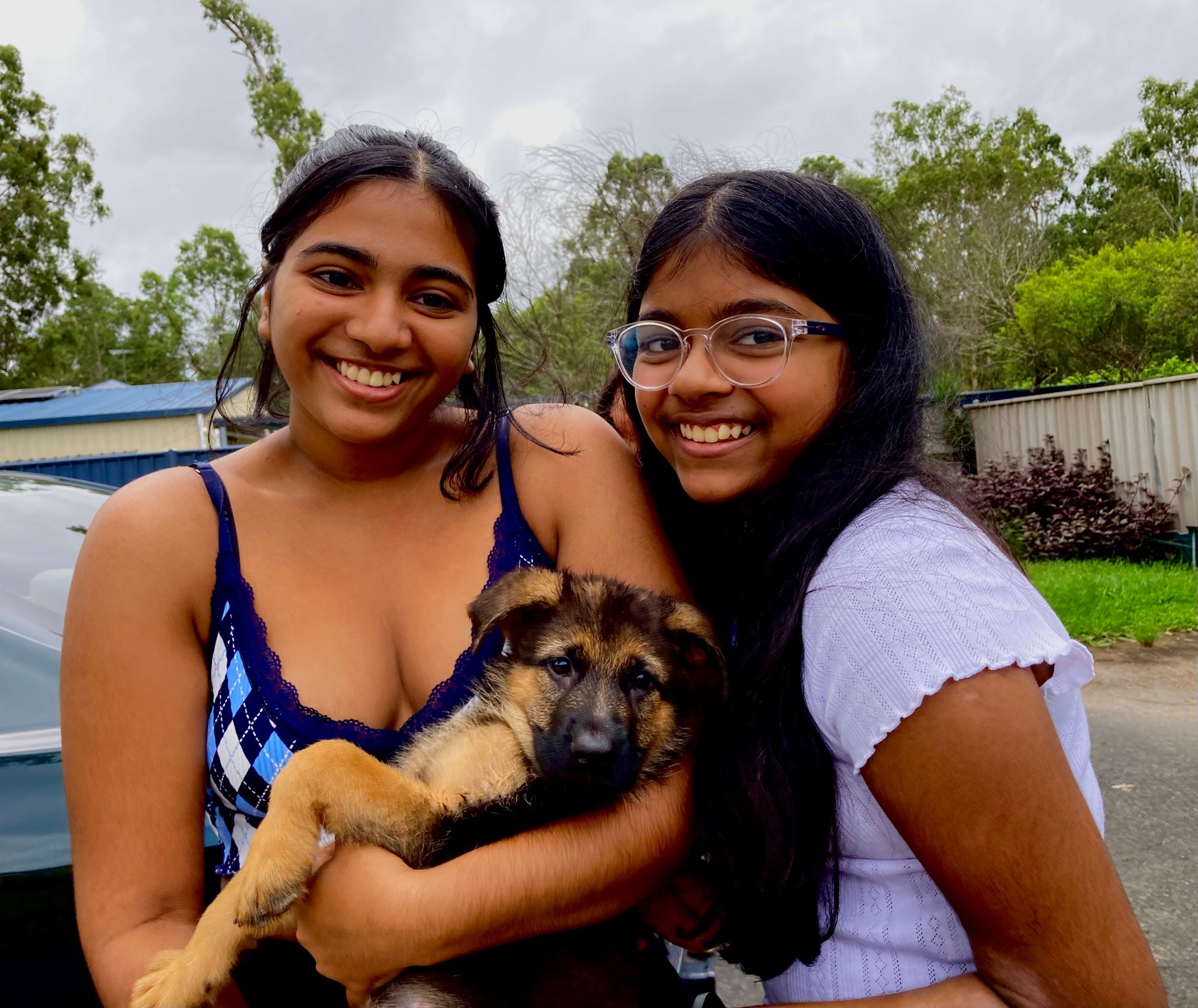 Roxy 8 week old female german shepherd puppy 2