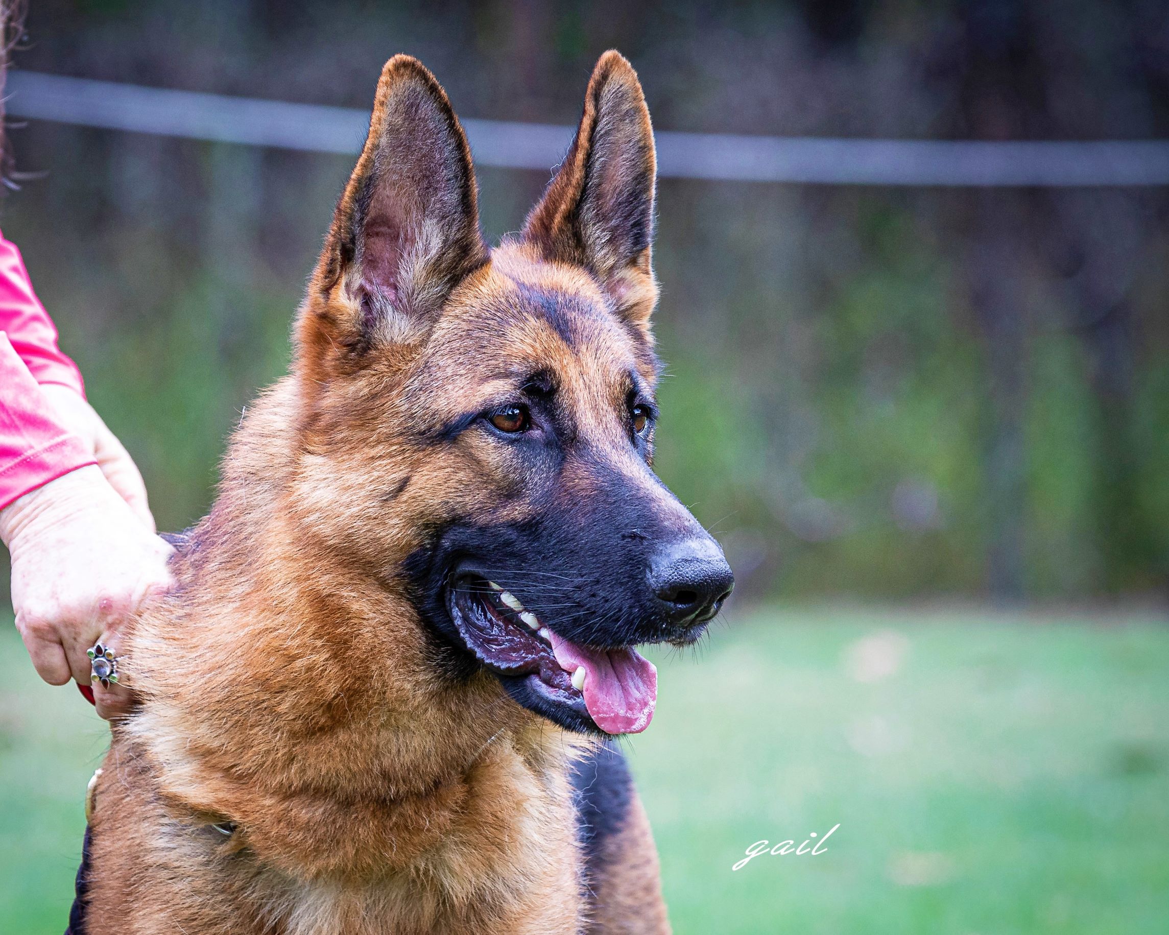 German shepherd female Aster Dam of expected puppies