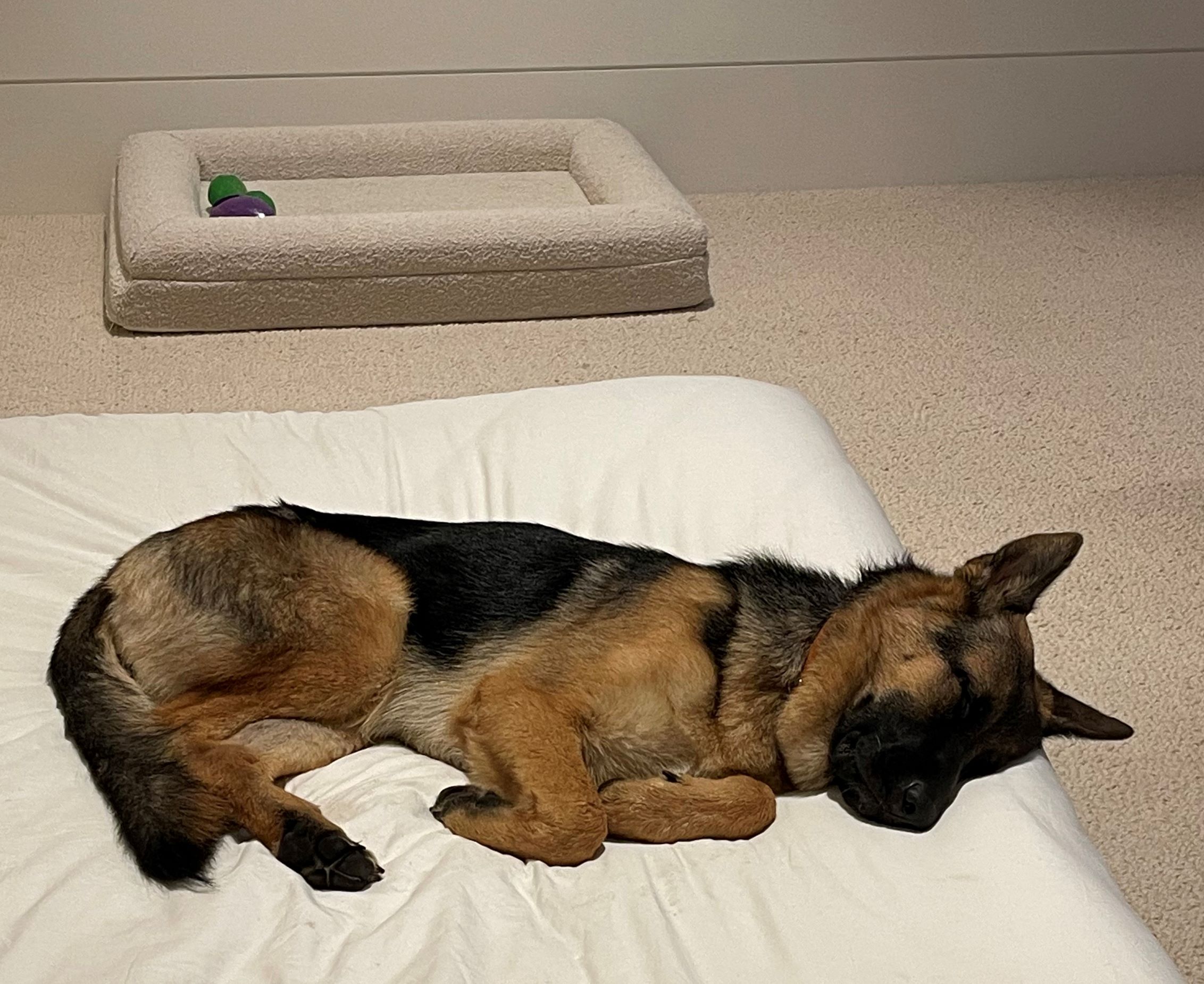German Shepherd Puppy recovering from big day shopping