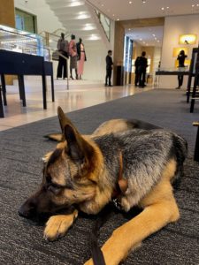 German Shepherd shopping at Chanel