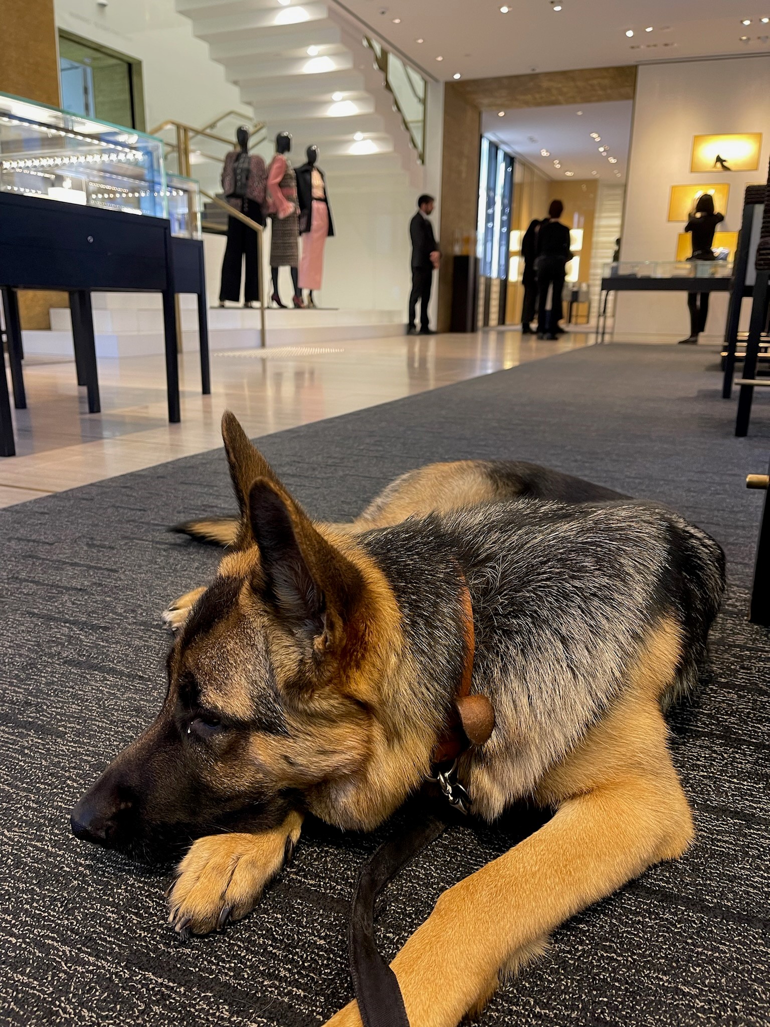 German Shepherd shopping at Chanel