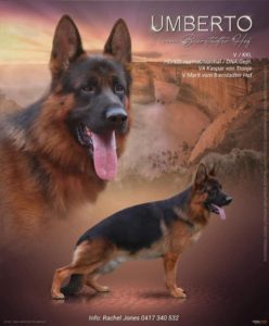 Umberto vom Biestadter Hof. german shepherd puppies sire