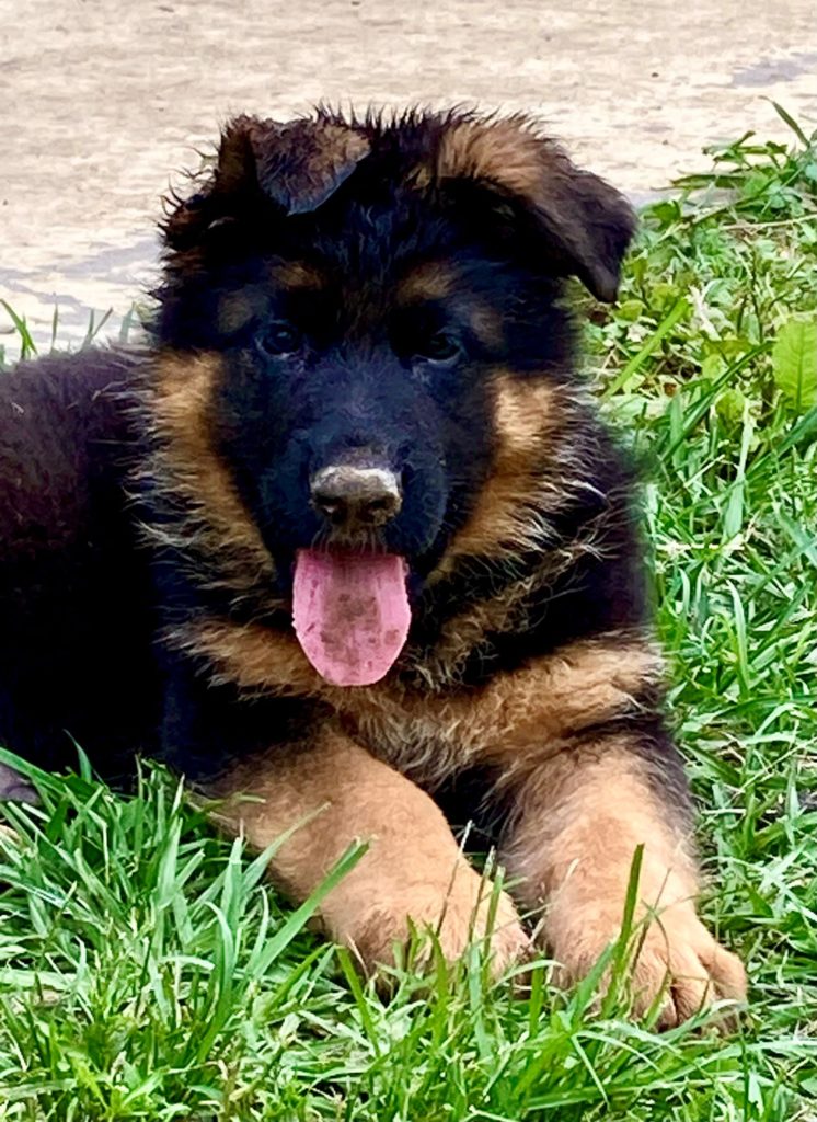 Bertie & Idunn male german shepherd puppy for sale