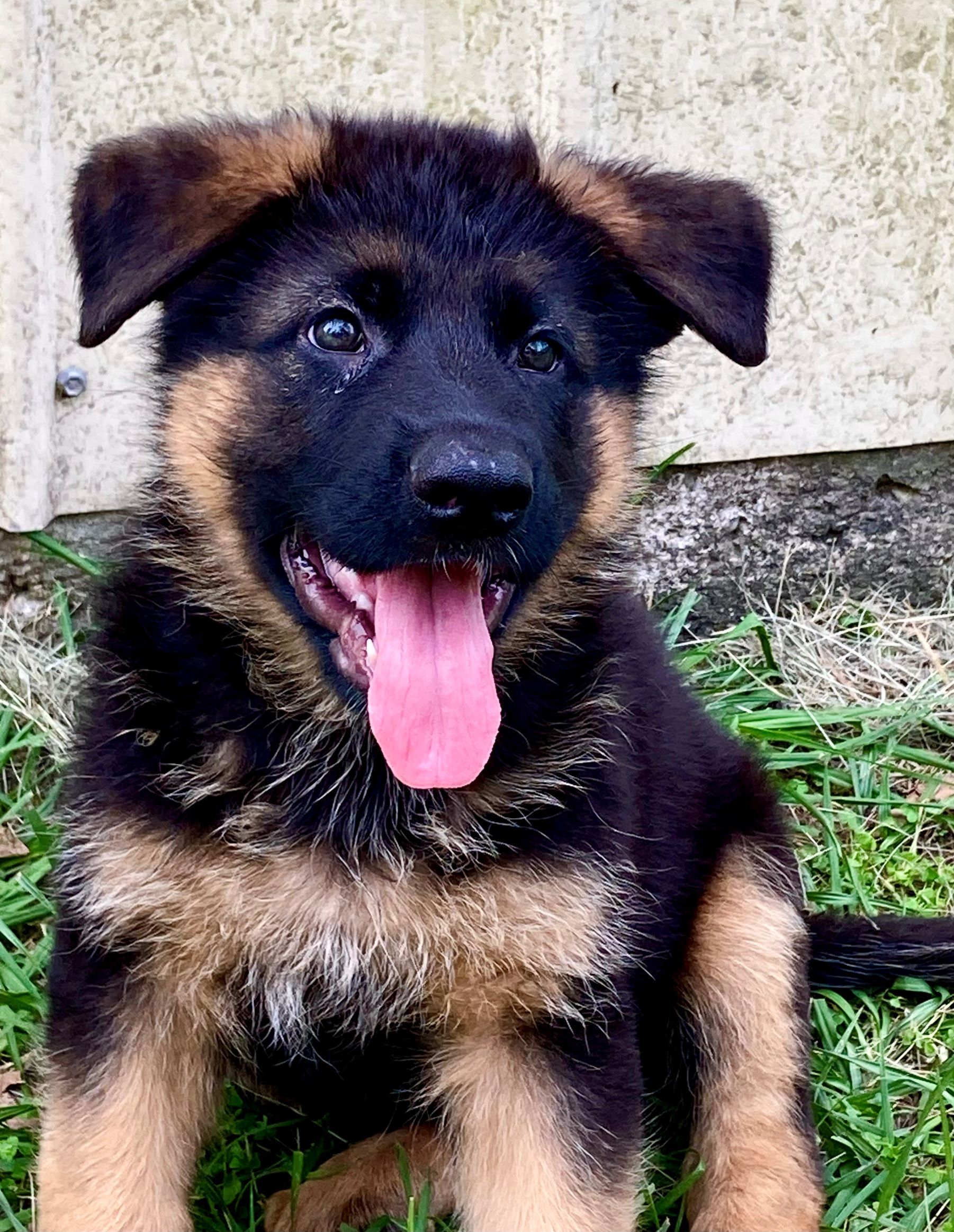 Bertie & Idunn male german shepherd puppy for sale