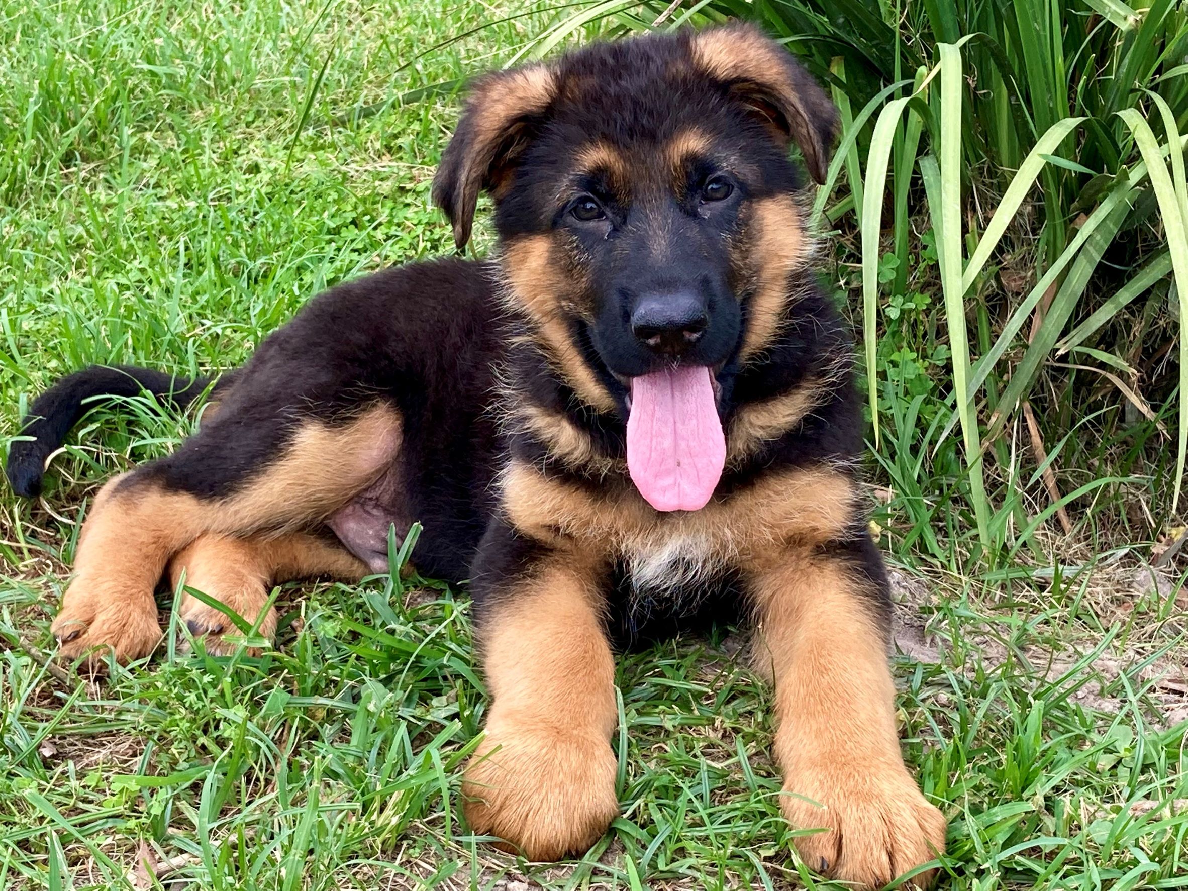 Bertie & Idunn male german shepherd puppy for sale