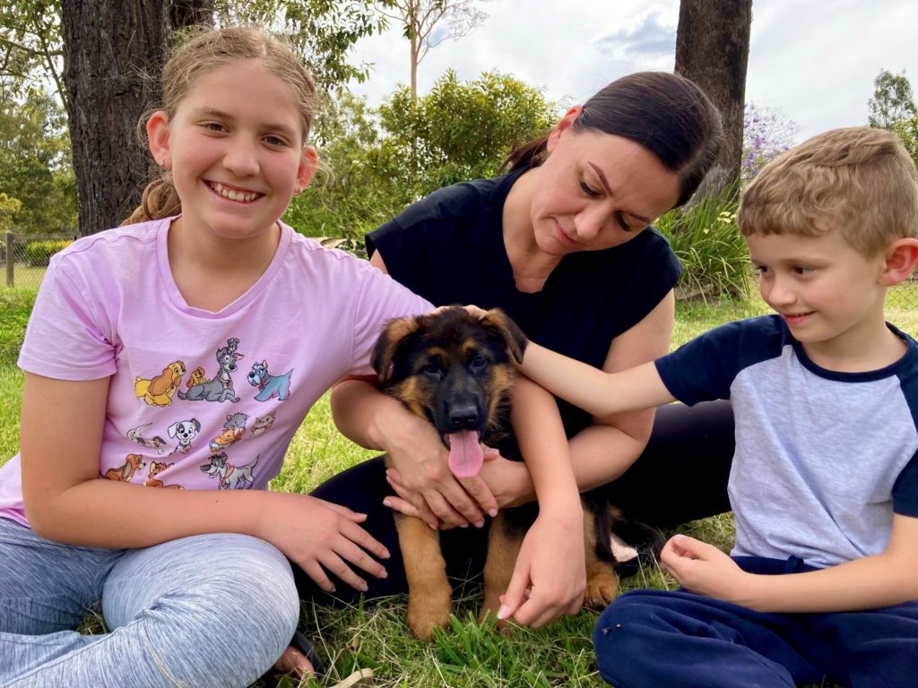 German Shepherd male puppy 8 weeks old with new family