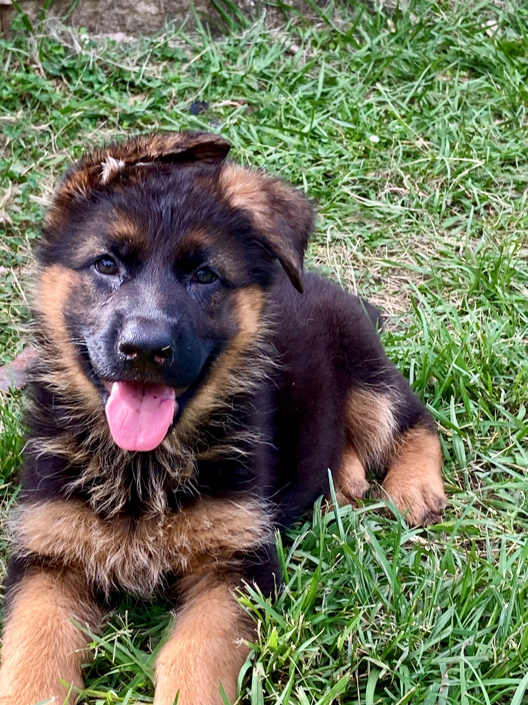 German Shepherd female puppy 8 weeks old for sale