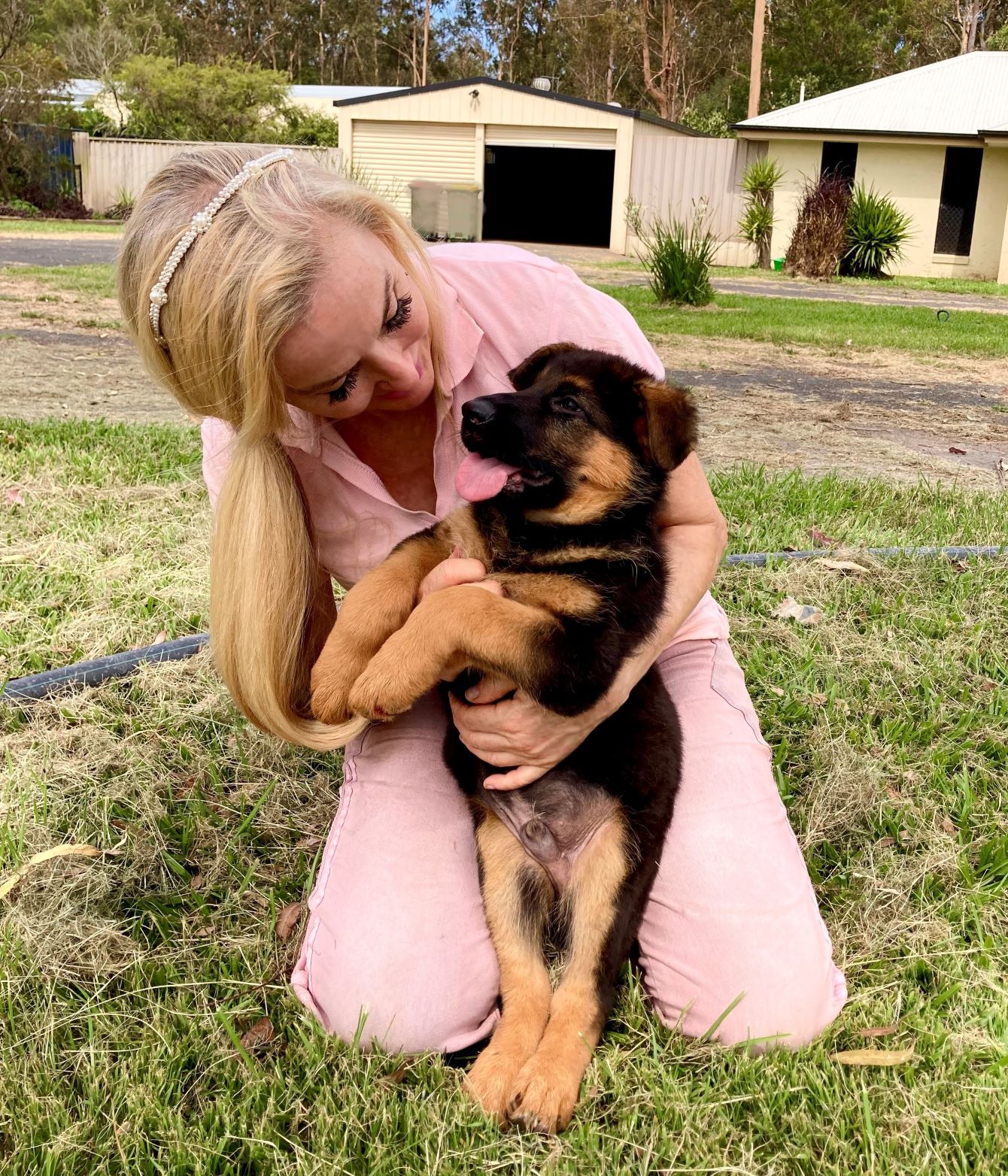 Bertie & Idunn male german shepherd puppy for sale