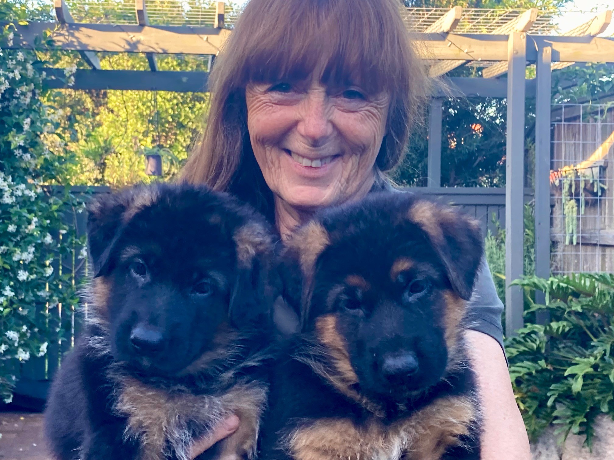 Idunn & Bertie two german shepherd puppy male 6.5 weeks