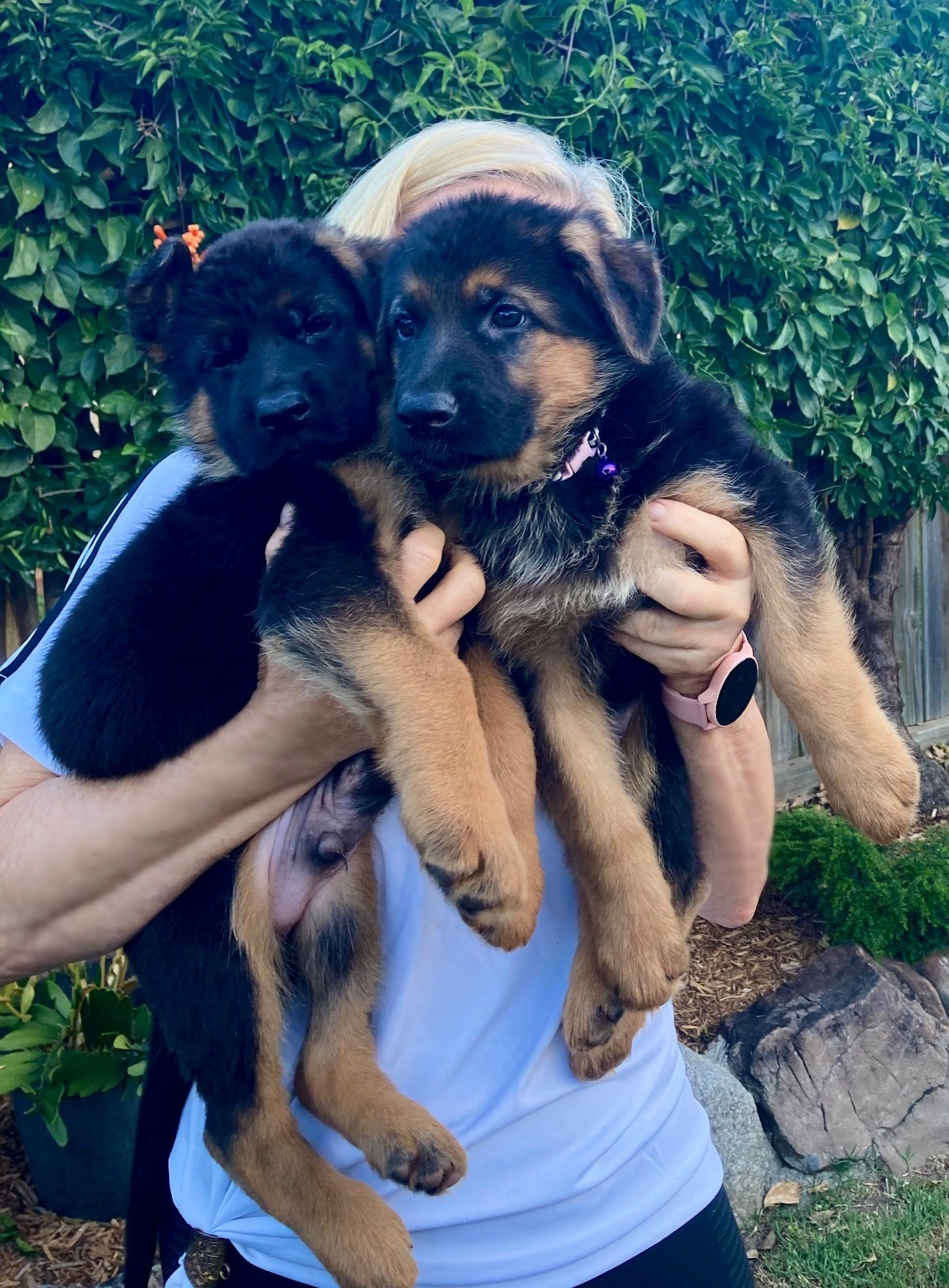 German Shepherd Pedigree Purebred Puppies for sale, Brisbane ...