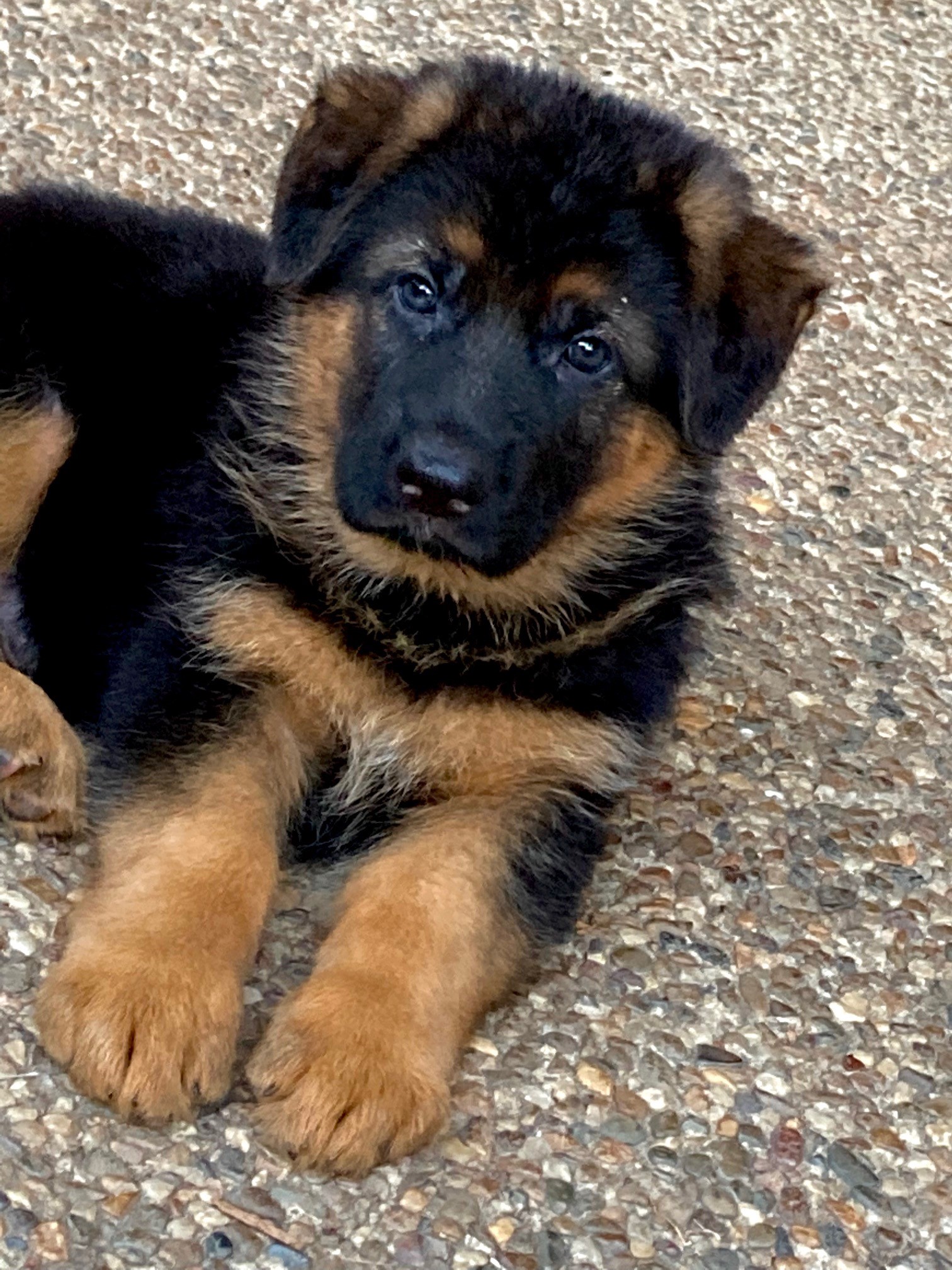 Idunn & Bertie german shepherd puppy male 6 weeks